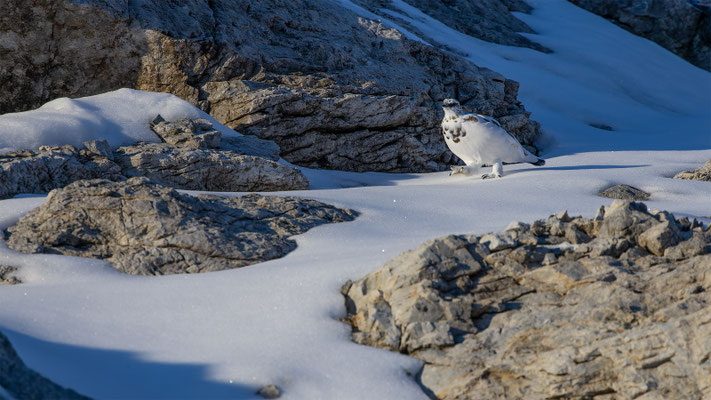 Alpenscheehuhn, momente-der-schoepfung.ch