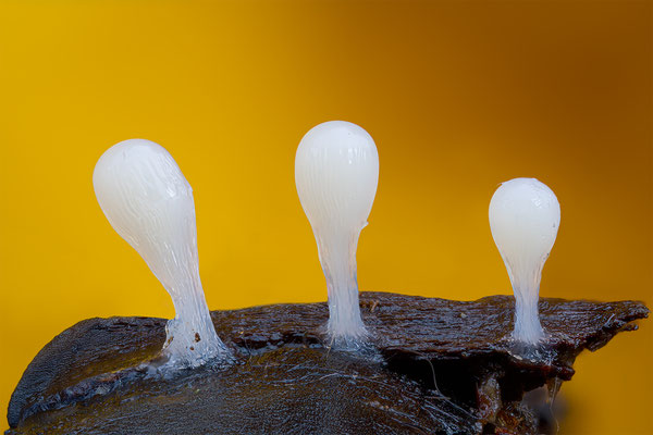 Myxomyceten Schleimpilz, ABM3.5:1, momente-der-schoepfung.ch