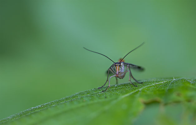 Skorpionsfliege, momente-der-schoepfung.ch