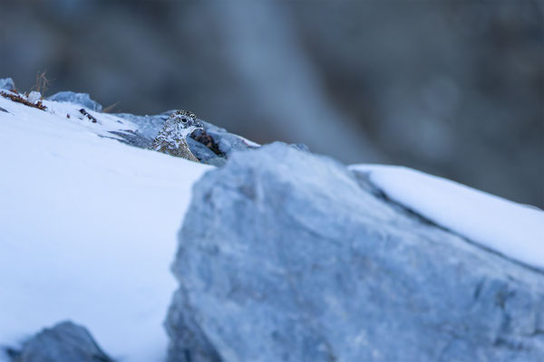 Alpenscheehuhn, momente-der-schoepfung.ch
