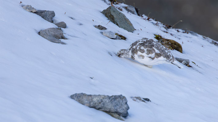 Alpenscheehuhn, momente-der-schoepfung.ch