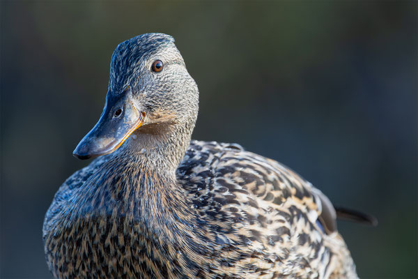 Stockente, momente-der-schoepfung.ch