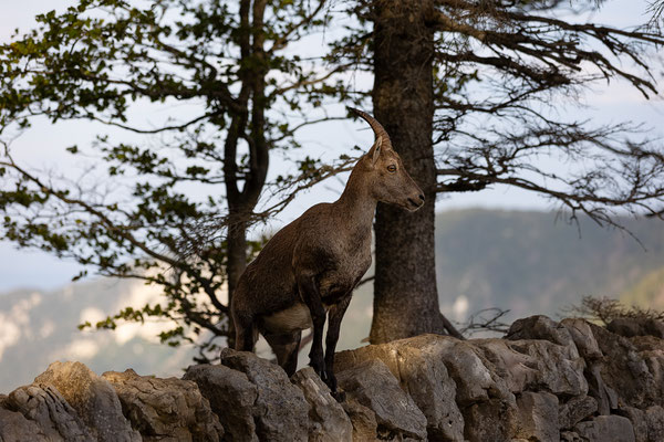 Alpensteinbock, momente-der-schoepfung.ch