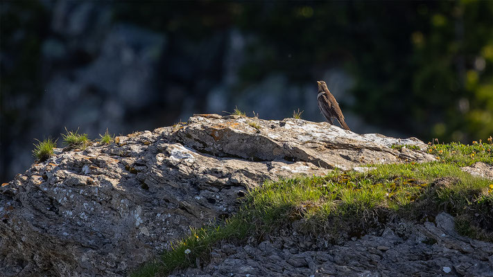 Ringdrossel, momente-der-schoepfung.ch
