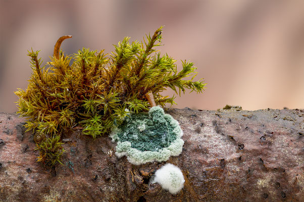 Trichoderma Viride, momente-der-schoepfung.ch