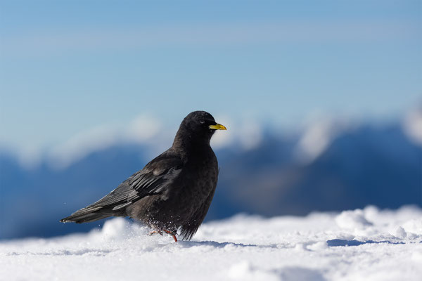 Alpendohle, momente-der-schoepfung.ch
