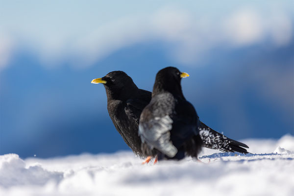 Alpendohle, momente-der-schoepfung.ch