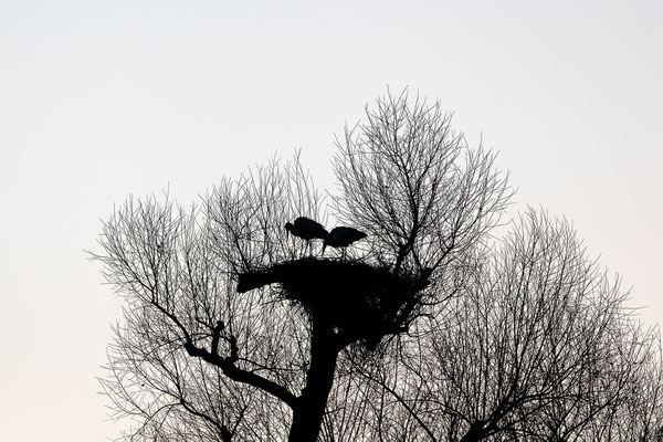 Storch, momente-der-schoepfung.ch
