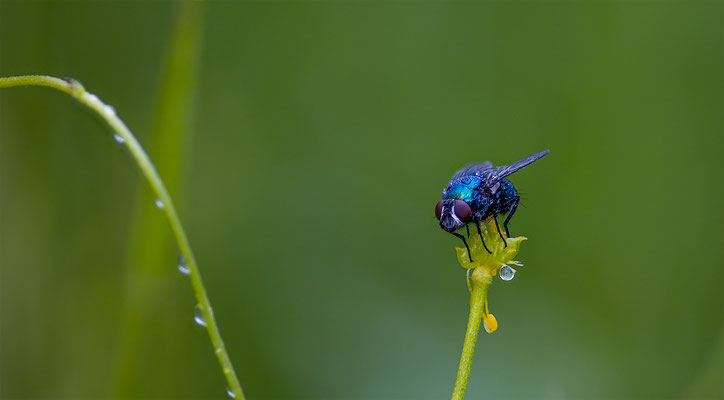 Fliege, momente-der-schoepfung.ch