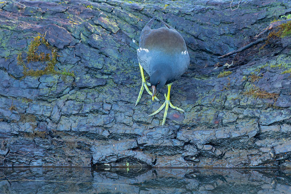 Teichhuhn, momente-der-schoefpung.ch