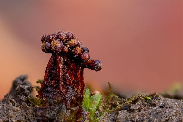 Myxomyceten Schleimpilz,Tricia verrucosa, ABM2:1, momente-der-schoepfung.ch