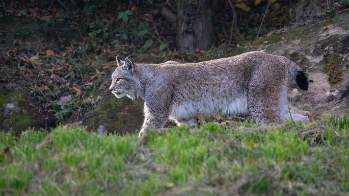 Luchs, momente-der-schoepfung.ch