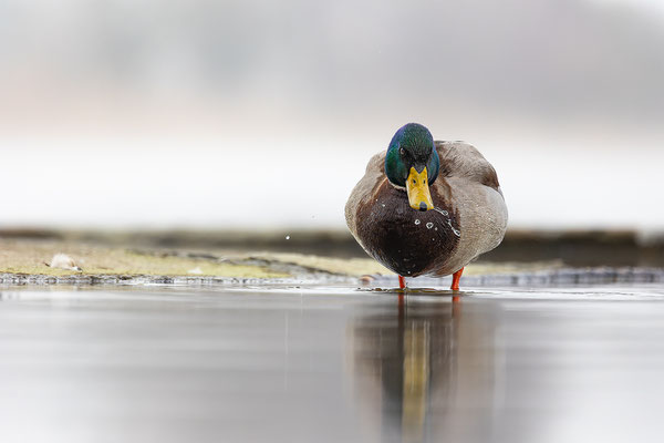 Stockente, momente-der-schoepfung.ch