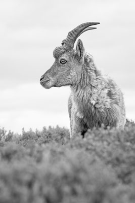 Alpensteinbock, momente-der-schoepfung.ch