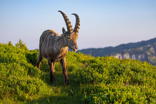 Alpensteinbock, momente-der-schoepfung.ch