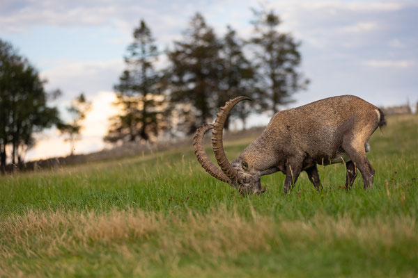 Alpensteinbock, momente-der-schoepfung.ch