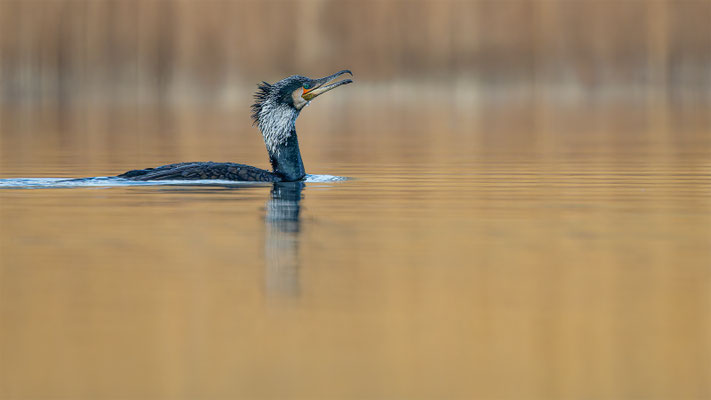 Kormoran, momente-der-schoepfung.ch