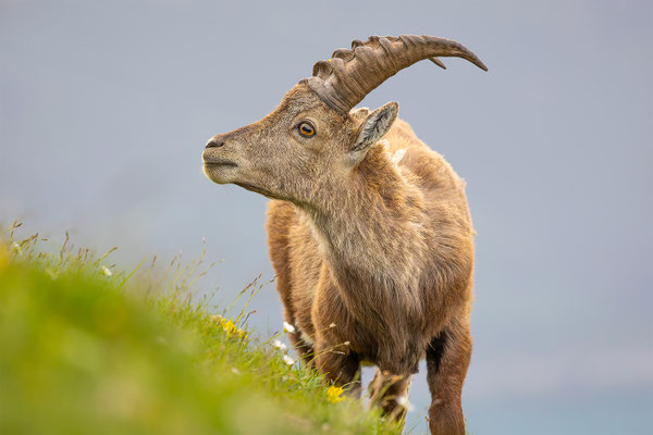 Alpensteinbock, momente-der-schoepfung.ch