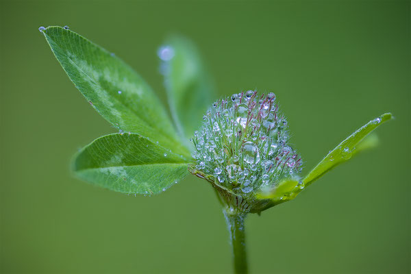 Wiesenklee, momente-der-schoepfung.ch