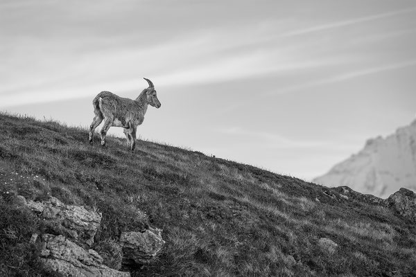 Alpensteinbock, momente-der-schoepfung.ch