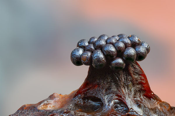 Myxomyceten Schleimpilz Metatrichia floriformis, ABM3:1, momente-der-schoepfung.ch