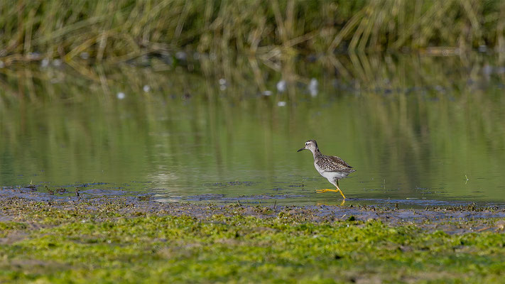 Bruchwasserläufer, momente-der-schoepfung.ch