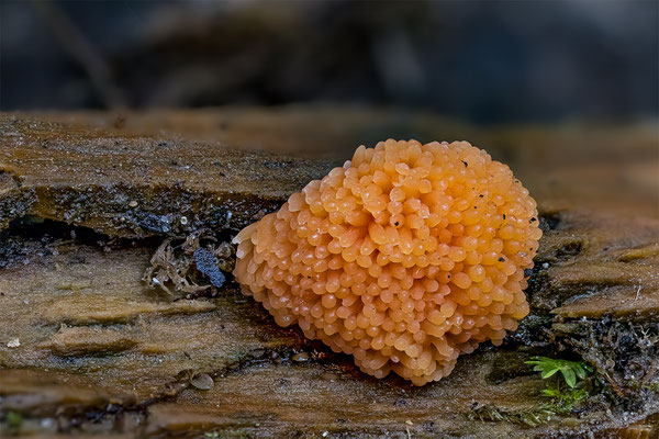 Myxomyceten Schleimpilz, Tubulifera arachnoidea, ABM1:1, momente-der-schoepfung.ch