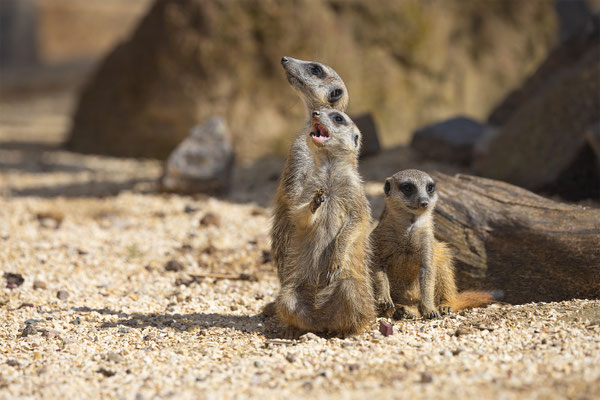 Erdmänchen, Zürcher Zoo, momente-der-schoepfung.ch