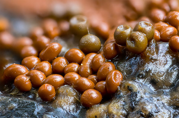Myxomyceten Schleimpilz, ABM4:1, momente-der-schoepfung.ch