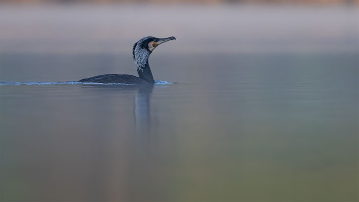 Kormoran, momente-der-schoepfung.ch