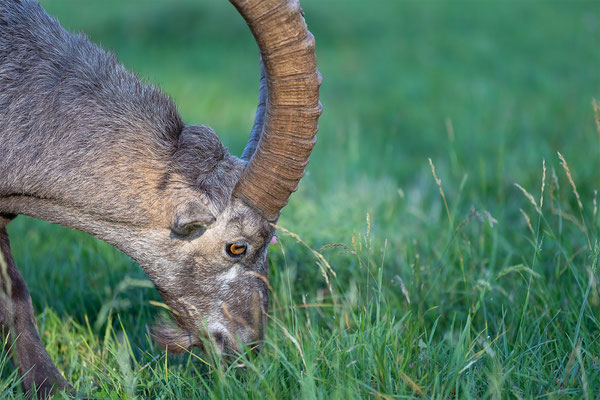 Alpensteinbock, momente-der-schoepfung.ch