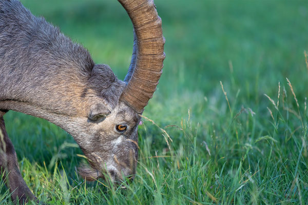Alpensteinbock, momente-der-schoepfung.ch