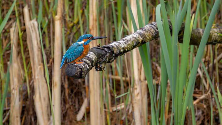Eisvogel, momente-der-schoepfung.ch