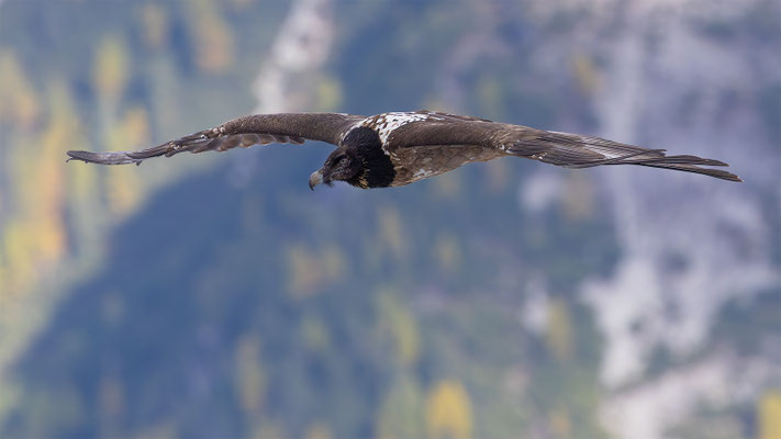Bartgeier, momente-der-schoepfung.ch