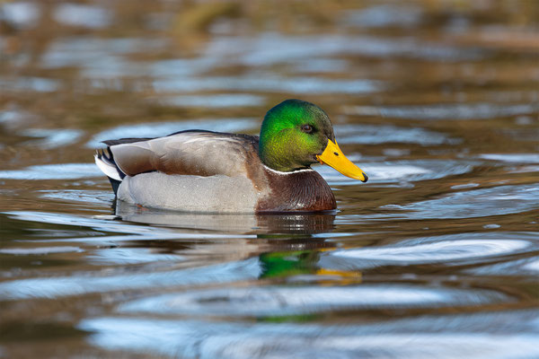 Stockente, momente-der-schoepfung.ch