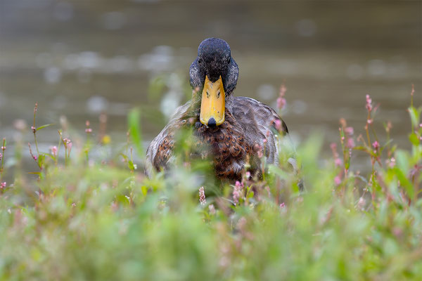 Stockente, momente-der-schoepfung.ch