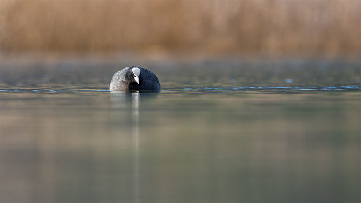 Blässhuhn, momente-der-schoefpung.ch