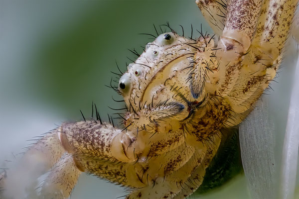 Spinne Name mir unbekannt, ABM 5:1 momente-der-schoepfung.ch
