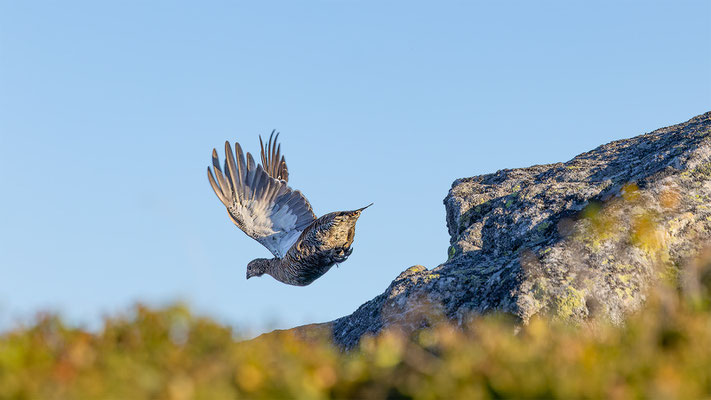Birkhuhn, momente-der-schoepfung.ch