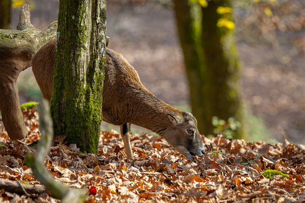 Mufflon, Tierpakt Arth Goldau, momente-der-schoepfung.ch