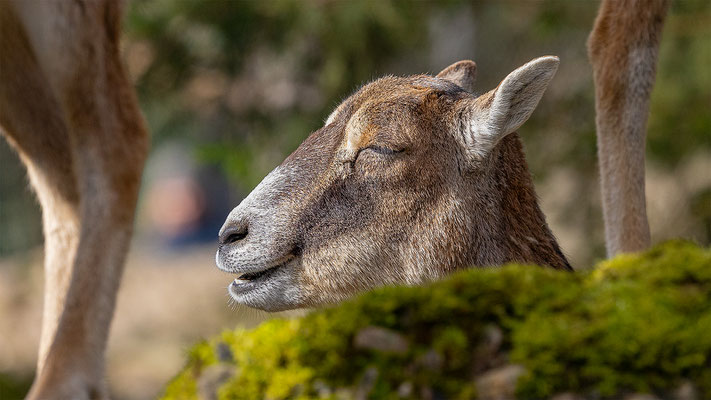 Mufflon, Tierpakt Arth Goldau, momente-der-schoepfung.ch