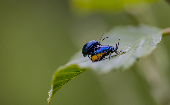 Blauer Erlenblattkäfer, momente-der-schoepfung.ch