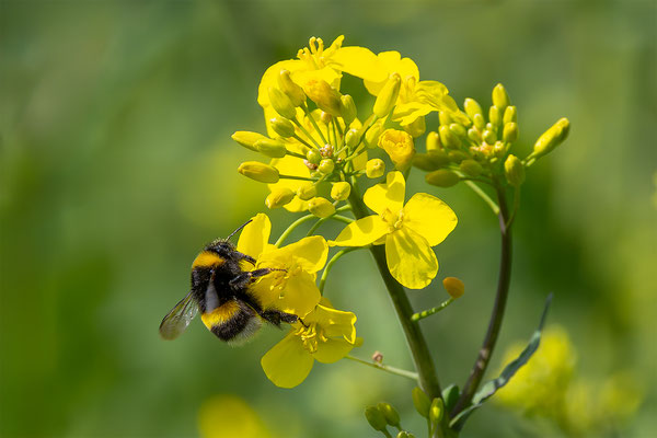 Hummel, momente-der-schoepfung.ch