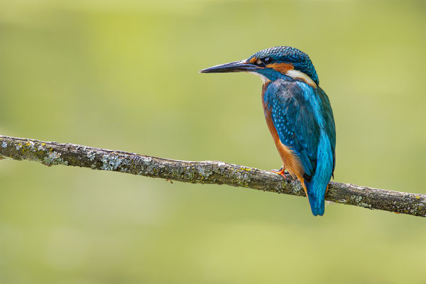 Eisvogel, momente-der-schoepfung.ch