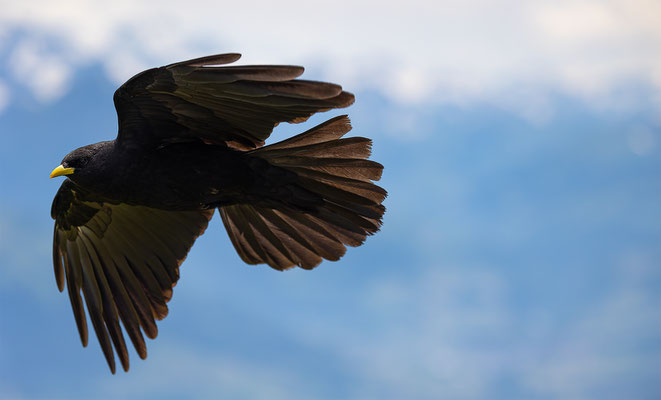 Alpendohle, momente-der-schoepfung.ch