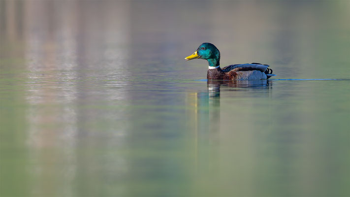 Stockente, momente-der-schoepfung.ch