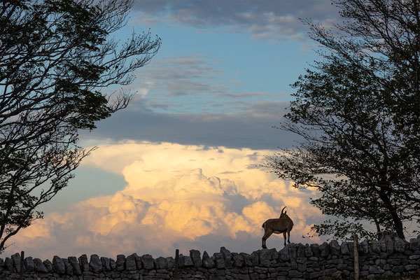 Alpensteinbock, momente-der-schoepfung.ch