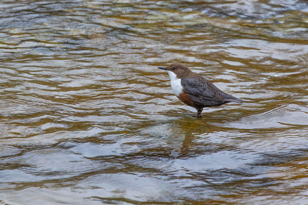 Wasseramsel, momente-der-schopfung.ch