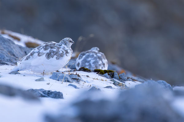Alpenscheehuhn, momente-der-schoepfung.ch