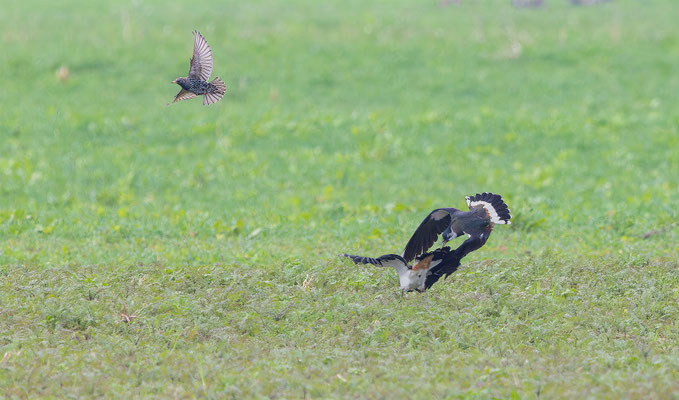 Kiebitz, momente-der-schoepfung.ch